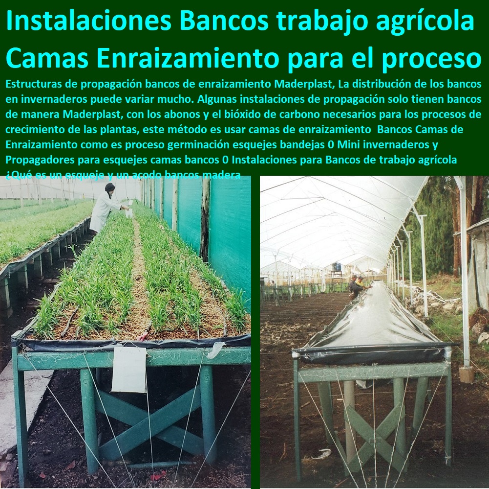 Bancos Camas de Enraizamiento como es proceso germinación esquejes bandejas 0 Mini invernaderos y Propagadores para esquejes camas bancos 0 Instalaciones para Bancos de trabajo agrícola ¿Qué es un esqueje y un acodo bancos madera Bancos Camas de Enraizamiento INVERNADEROS, SEMILLEROS, BANCOS DE SIEMBRA, Hidroponía, Agricultura, Cosecha, Poscosecha, Tutores para Flores cable vía Bananas Aromáticas, Cultivos Tecnificados, como es proceso germinación esquejes bandejas 0 Mini invernaderos y Propagadores para esquejes camas bancos 0 Instalaciones para Bancos de trabajo agrícola ¿Qué es un esqueje y un acodo bancos madera